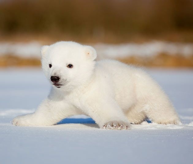 HEVIIAR's tweet photo. Vim visitar o snowball, ele foi de um ursinho atrapalhado, pra um ursão carente!

Se eu sumir, estarei dormindo agarrada nele. https://t.co/R18L2gSd8y