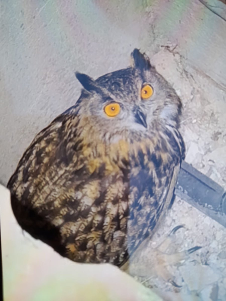 agentsruralscat's tweet photo. 🦉 Rescatem un duc (Bubo bubo) d'un cel obert de petites dimensions a Igualada (Anoia).
L'au es trobava molt dèbil ja que feia dues setmanes que s'hi havia quedat atrapada.
La traslladem a un #CentreFauna per a la seva recuperació.
📷 Imatge de la Policia Local d'Igualada. https://t.co/ekI6IfaX6Z