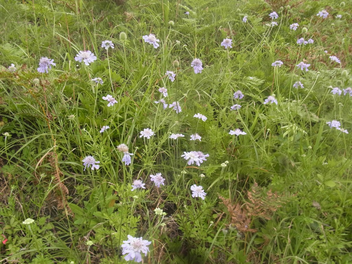 FlowerPhoto2's tweet photo. マツムシソウ（マツムシソウ科マツムシソウ属）
日本の固有種で北海道から九州に分布する。草原に生育する。草原の減少に伴って減っているため、都道府県別のレッドデータで34県で登録されている。園芸品種もある。

#花.180 #花写真 #写真好きな人と繋がりたい https://t.co/FdJU170hFP