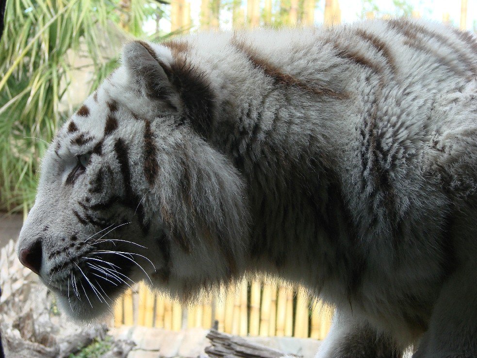 hourlyTiger (@hourlytiger) on Twitter photo 