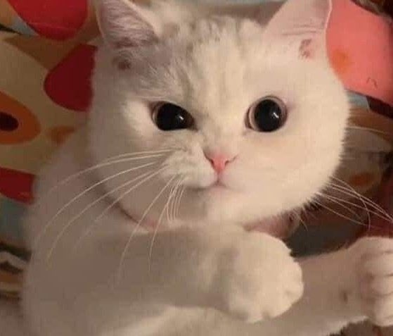 tinytetaez's tweet photo. ขู่แง้วๆเลยลูกแม่กลัวแล้วจ้ะ 🤭 https://t.co/qkb49aOr5f