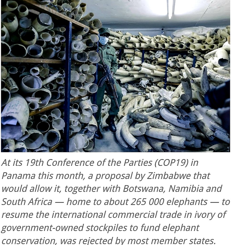 CitysFElephants's tweet photo. #SADC members declare dispute with #Cites, threaten to withdraw their membership 1/2 ⬇️
#ElephantMoratorium
#CITESCoP19 #WorldWildlifeConference
#Elephants #Appendix1
#ElephantTwitter 𓃰
https://t.co/xB59eHyqDJ https://t.co/QMKQV0MlOZ