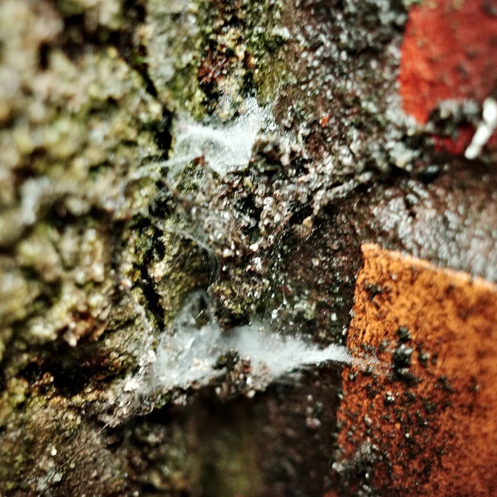 western4uk's tweet image. A spider web... well eventually found one hiding beneath a bridge! #fms_aspiderweb #fmspad #fmsphotoaday #fmspad2022 instagr.am/p/Cli-wuMsGT1/