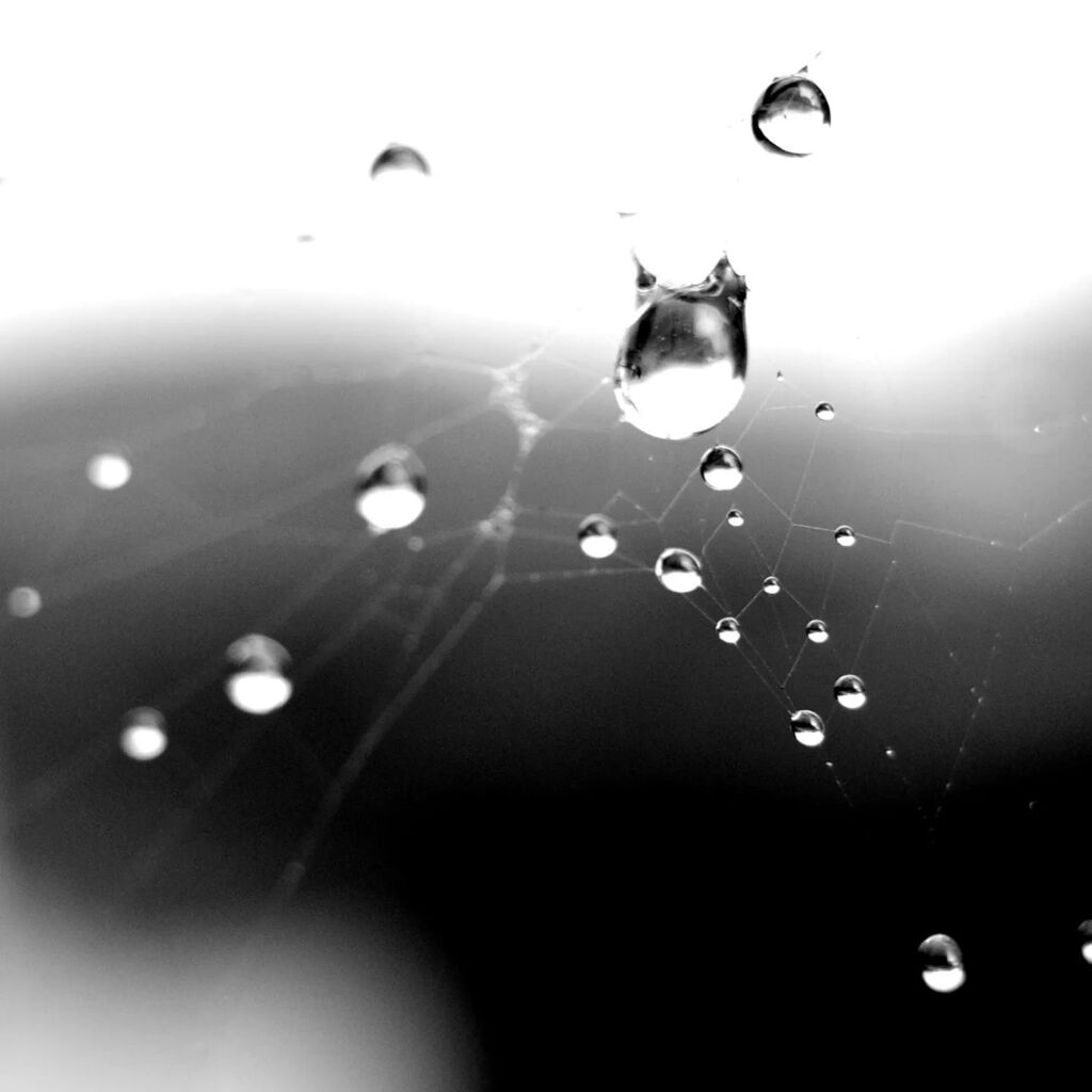 western4uk's tweet image. A spider web #fms_aspiderweb #fmspad #fmspad2022 #fmsphotoaday #a_year_in_monochrome instagr.am/p/Cli_FdtMJS9/