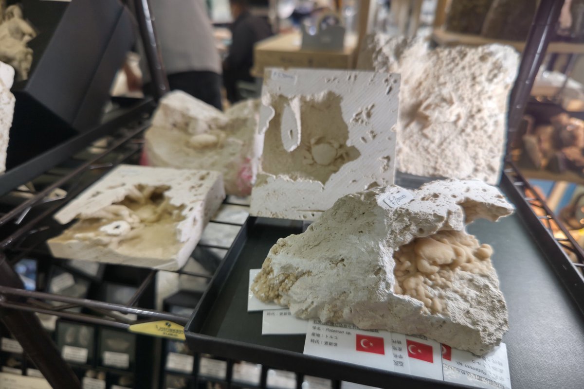 鍾乳洞のようなところで死んでしまったカニの死骸が石灰でコーティング