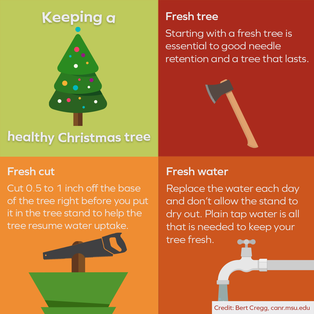 With more people putting up their trees as we make it past Thanksgiving, make sure your Christmas tree doesn't become a fire hazard! Keep your tree healthy by remembering the three Fs.