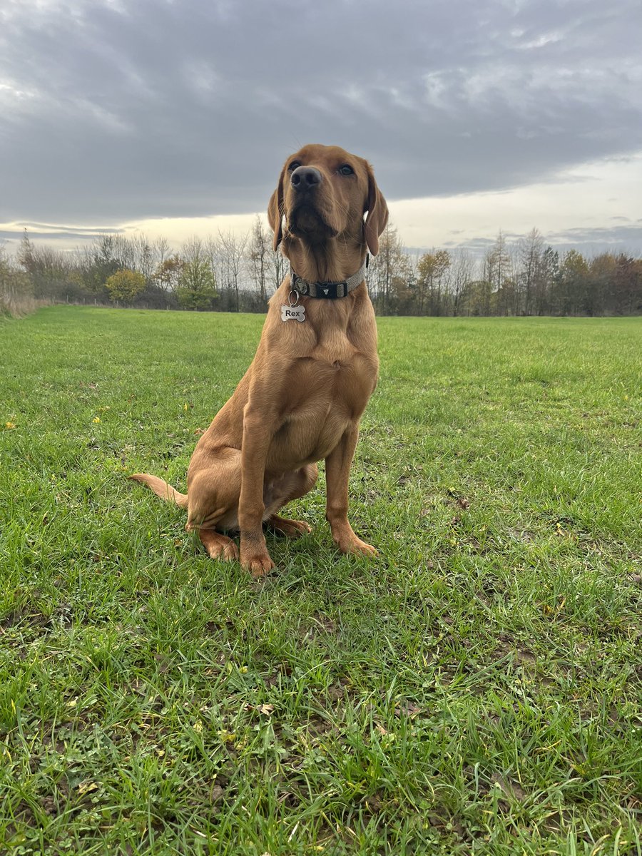 RextheLabrador's tweet image. Hi, I’m Rex