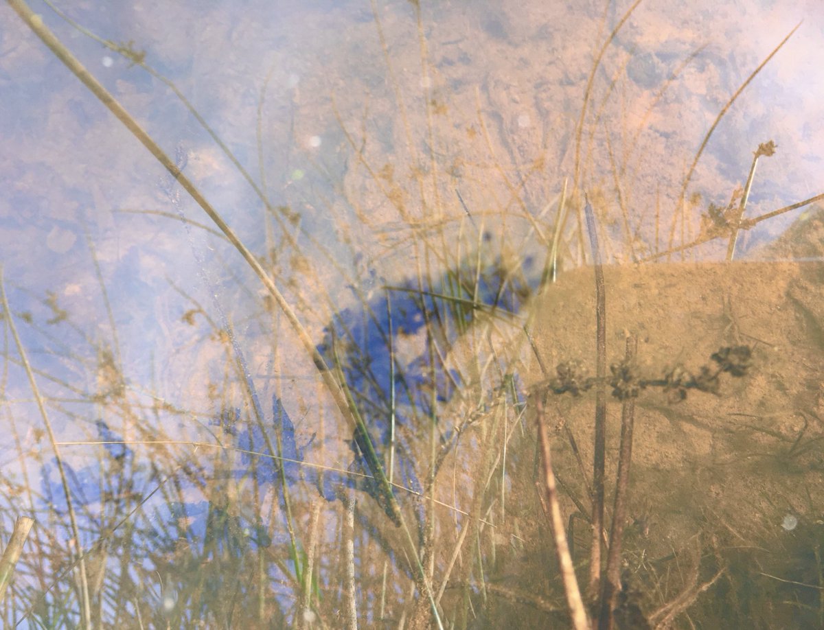 SaschaACB's tweet photo. In the lake…#nature #photography https://t.co/G7LdIzMn6R