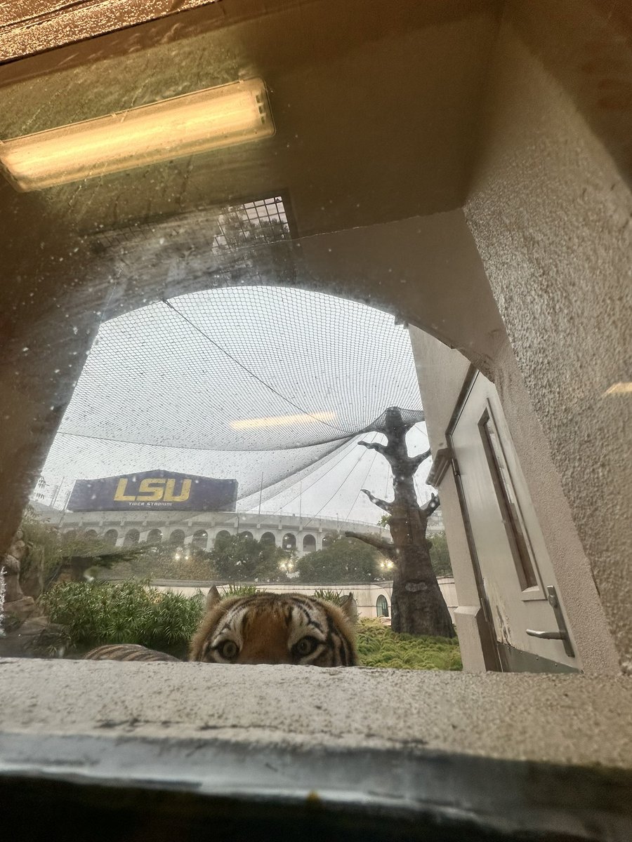 MikeTheTiger's tweet photo. Peek-a-boo. Tiger style. https://t.co/AWEd47a9Sz