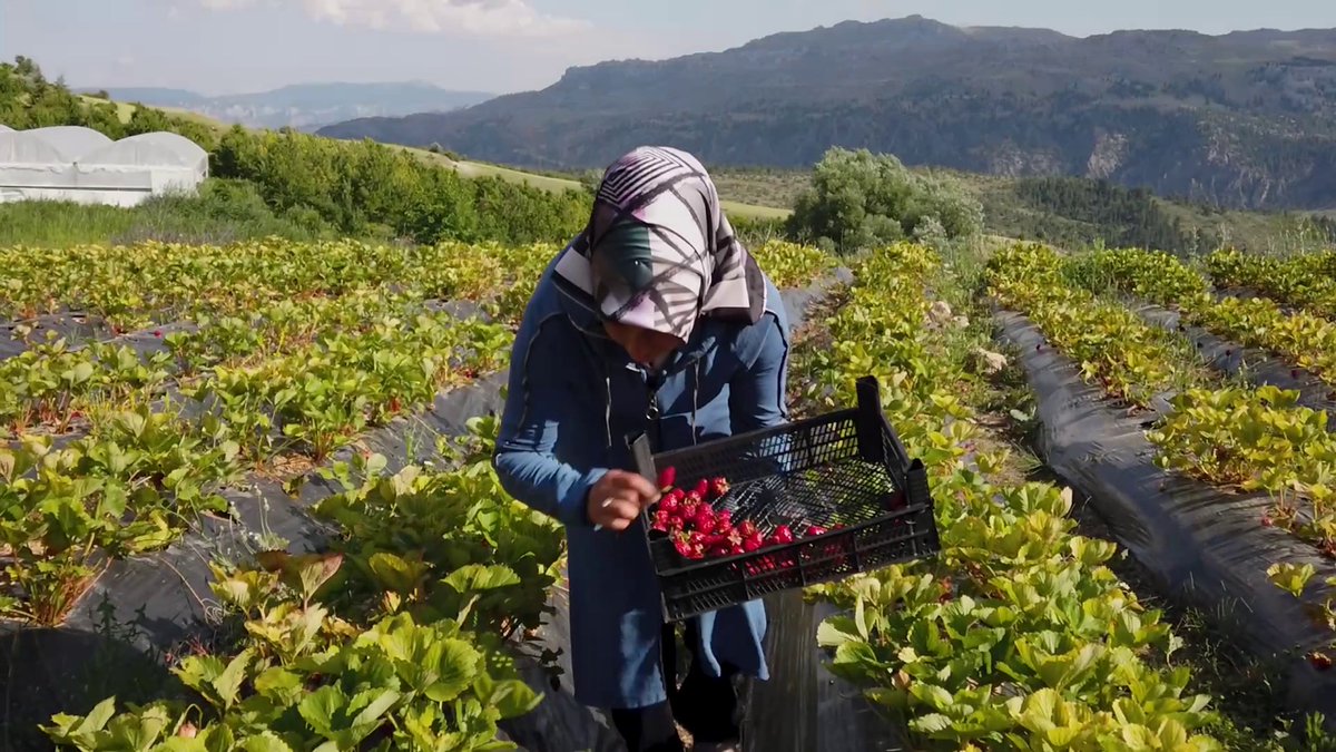 undpturkiye's tweet photo. 🍓👩‍🌾Göksu Taşeli Havzası'ndaki kalkınmaya yönelik girişimlerimizden çilek bahçesi kurulumu için başvuranların yüzde 65'i kadın ve çoğunluğu genç. 
📽Girişimimizle yerel halkın ve #tersinegöç ile köylerine dönenlerin kendi işlerini kurmalarının öyküsü için: https://t.co/hvP2BD5spT https://t.co/b8Uwmjh24y