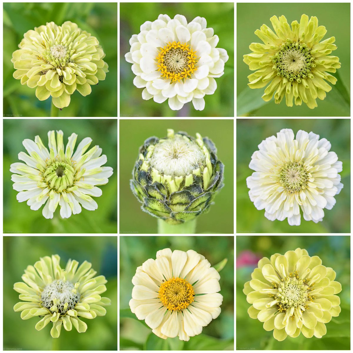 And for the final letter of the alphabet here are some ‘Z’ for Zesty Zinnias! #AlphabettyBlooms #flowers #gardening