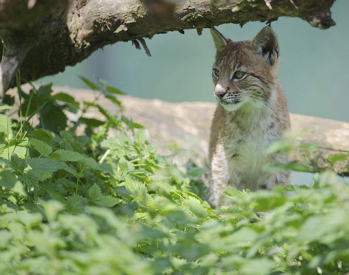 Cats (@hourlycats) on Twitter photo 