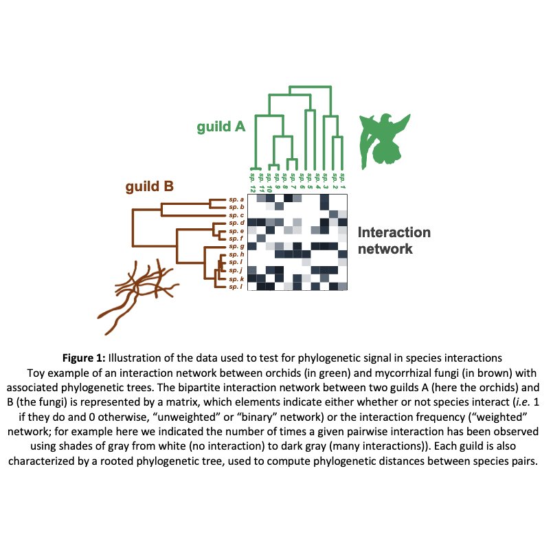 In @PeerComJournal by @BPerezLamarque Maliet,O., Pichon,B., Selosse, M.A. @MartosFlorent @ISYEB_UMR & @HMorlon 'Do closely related species interact with similar partners? Testing for phylogenetic signal in bipartite interaction networks @PeerComJournal doi.org/10.24072/pcjou…