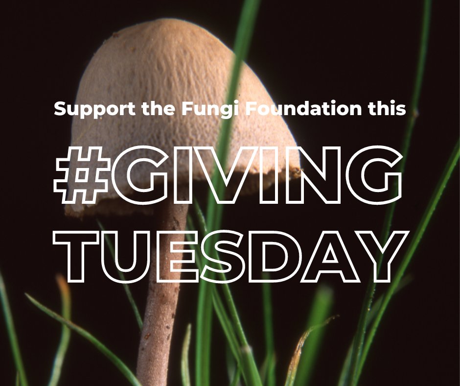 This #GivingTuesday consider supporting the #FungiFoundation! 🍄 With your donation we'll continue exploring, spreading fungal education & working for environmental & educational institutions to include fungi in their language & conservation initiatives every.org/ffungi