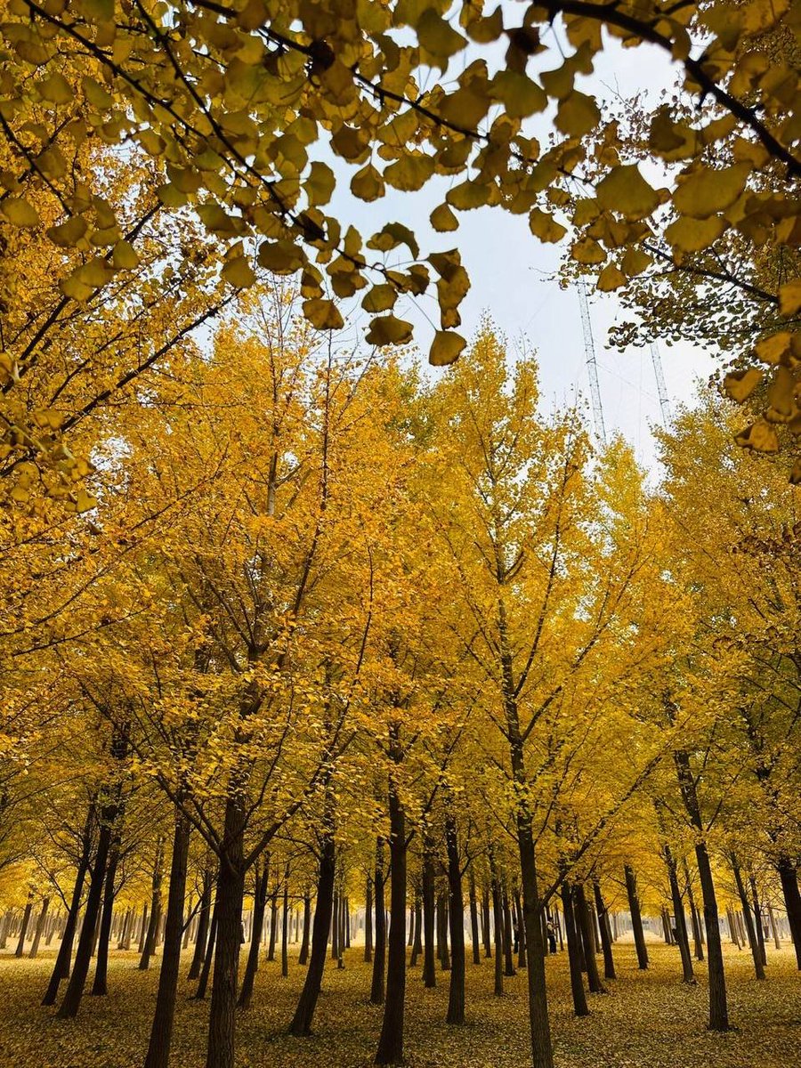 sreenivaas_eppa's tweet photo. This season begins to be gentle. To be honest, I actually like autumn, because this season is very gentle and delicate. It will bring you joy quietly and silently. https://t.co/eqSF0NP4oV