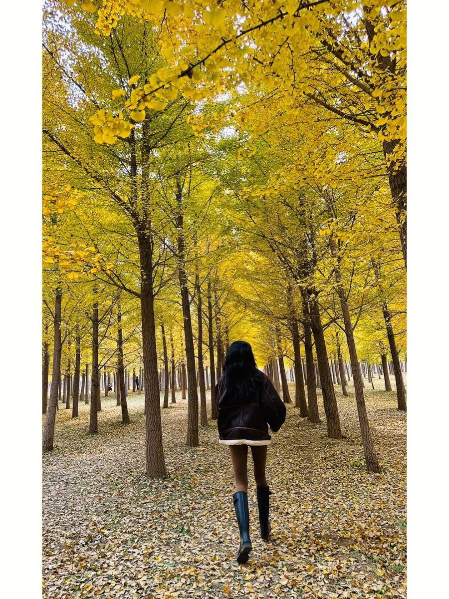 sreenivaas_eppa's tweet photo. This season begins to be gentle. To be honest, I actually like autumn, because this season is very gentle and delicate. It will bring you joy quietly and silently. https://t.co/eqSF0NP4oV