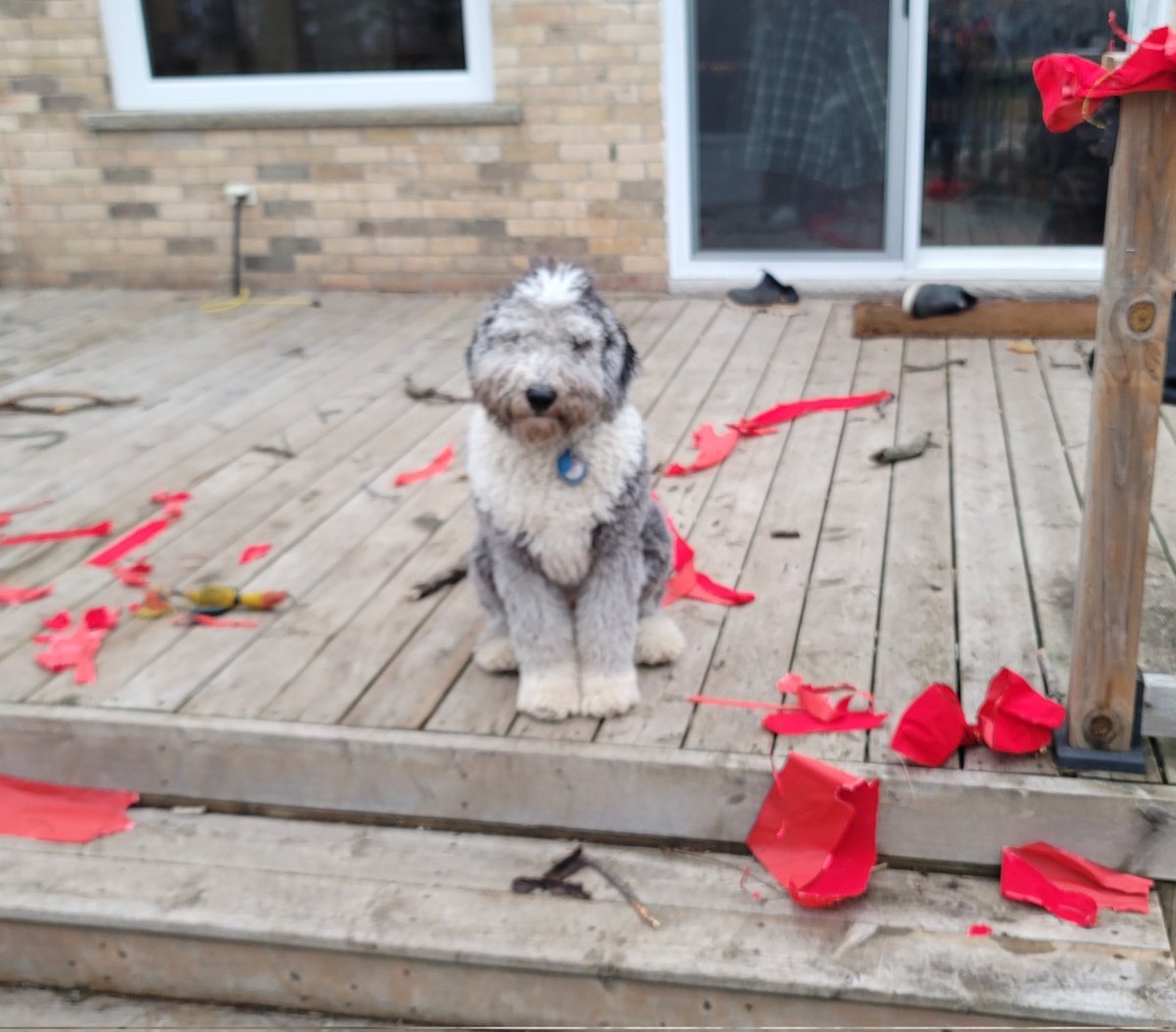 Fred apparently doesn't like x-mas decorations. 
Might change his name to "The Grinch" 
#sheepadoodle
#6MounthOldPuppy
