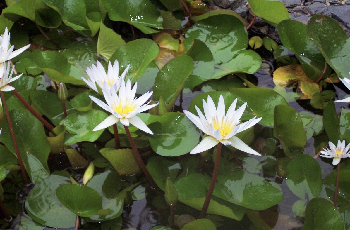 It’s #traveltuesday and #CharlotteAmalie on #stthomas in the #USVirginIslands is our next port of call.

#StThomasVirginIslands #stthomas #VisitUSVI #USVI #CaribbeanCruise #travelwritersuniversity #IFWTWA #trip101com #travelphotographer #travelphotography #tuesdayvibes
