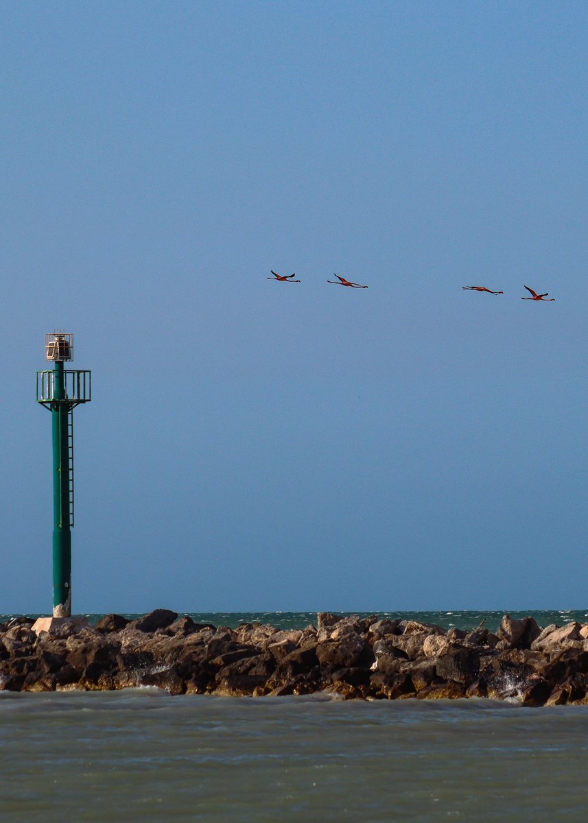 TuristaYucatan's tweet photo. ¡Que belleza! pude capturar flamingos 🦩 en pleno vuelo 
¡que belleza de ave! 🤩📸🦩💕
#visitméxico #visitayucatán 
📍Chuburná Puerto, #Yucatán 
📸 #canonphotography #Photooftheday #turistaenyucatánmx https://t.co/aWopzktDxE