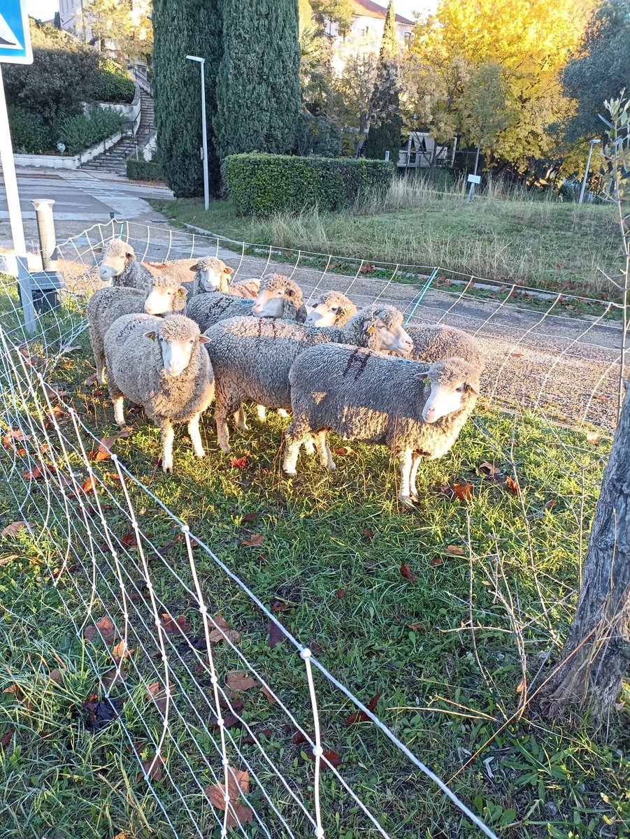 IPSiM_fr's tweet photo. @IPSiM4 Our cute and peaceful neighbors are back !😇 https://t.co/p8erfo8ozk