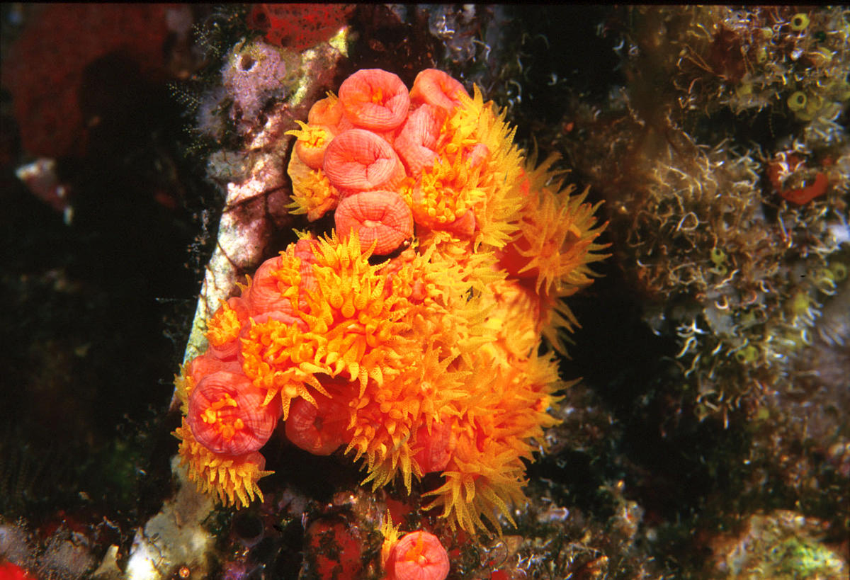 icoast_project's tweet photo. This morning, NPR’s @MorningEdition highlighted one coral restoration facility in Orlando operated by Seaworld, Disney, and the Florida DNR. If you are interested in learning more, you can read more about it and listen to the segment at this link! https://t.co/X1z1NBtbY6 https://t.co/Qe3GFZyJpS