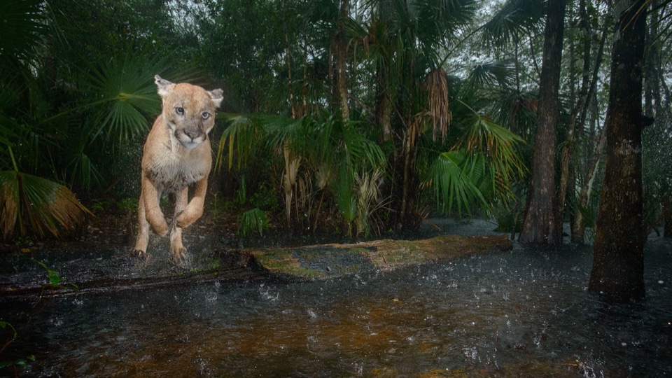 Through impact media and conservation campaigns, the #PathofthePanther project has been leading the way to protect the Florida Wildlife Corridor. This #GivingTuesday support our work to realize a connected and protected corridor for all. Visit wildpath.com/donate/ to donate