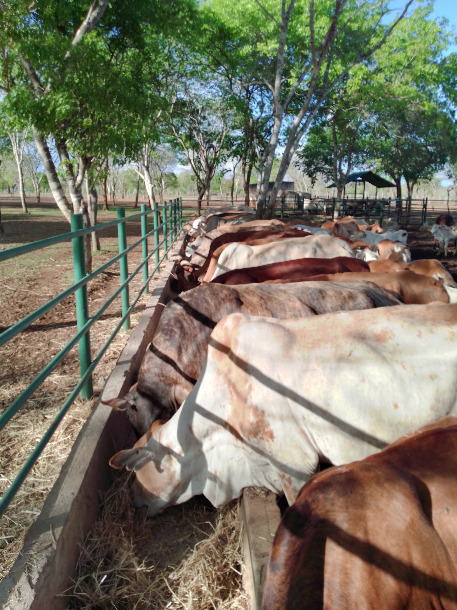 Thee Alpharmer On Twitter Dams Supplementation To Get Calves With Good Weaning Weight Is 