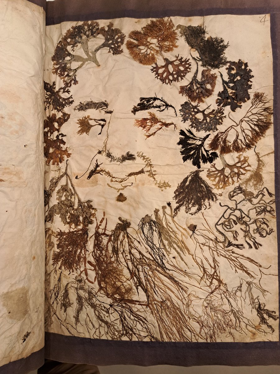 A bit of a surprise in the #SloaneHerbarium <a href="/NHM_Botany/">NHM Botany</a> today as I continue with work to inventory the collection. I have never seen a folio like this before. A work of art... but difficult to count the number of specimens. And who is it?