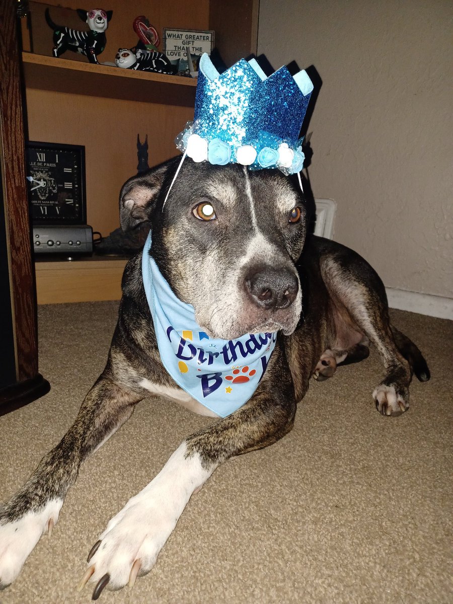 BuddyRalphio's tweet image. Guess what today is friends, My Birthday!! I am the big 8!!! Time to Pawty 🎂 🎈 🥳