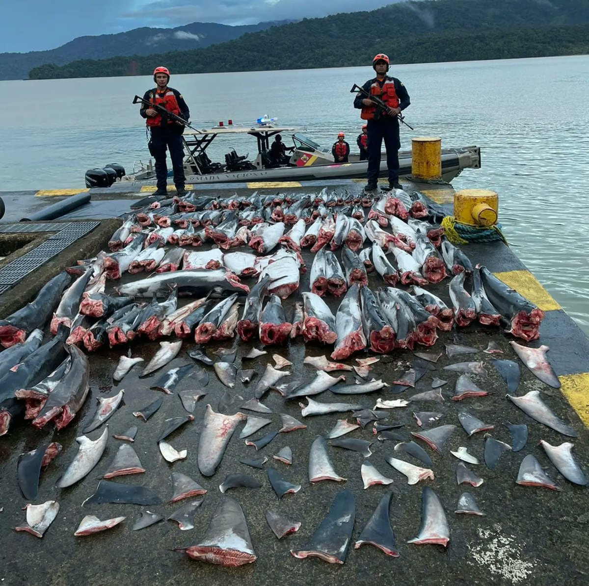 Seasaver's tweet photo. 114 mutilated sharks and 89 shark fins seized from fishing vessel off Colombia https://t.co/ChYfDO2hts https://t.co/zcSnTh72xR