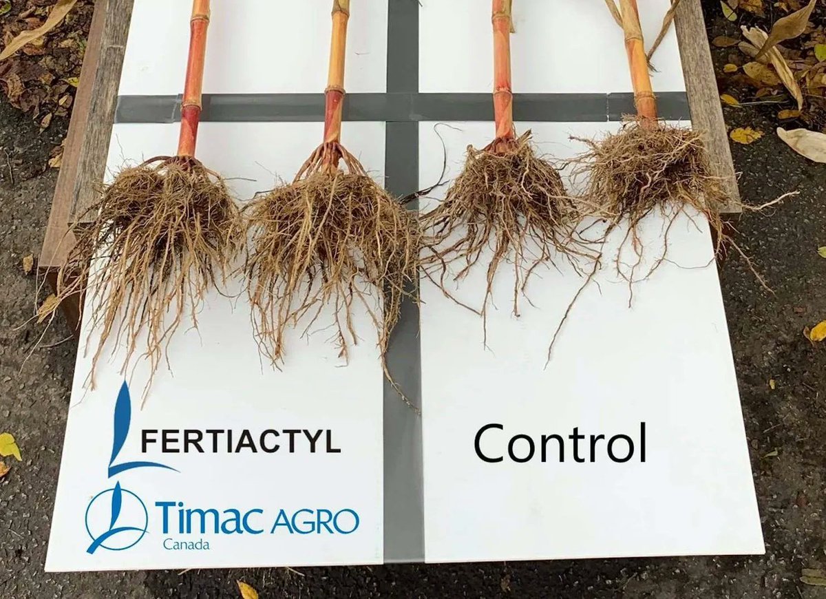 We could talk allllll day about our products... but sometimes it's best to let the roots do the talking 😉 #AgTwitter

Fertiactyl enhances root mass and fine root hair development while also improving nutrient uptake! Learn more by visiting our website! 👉 ca.timacagro.com/nutrition-vege…