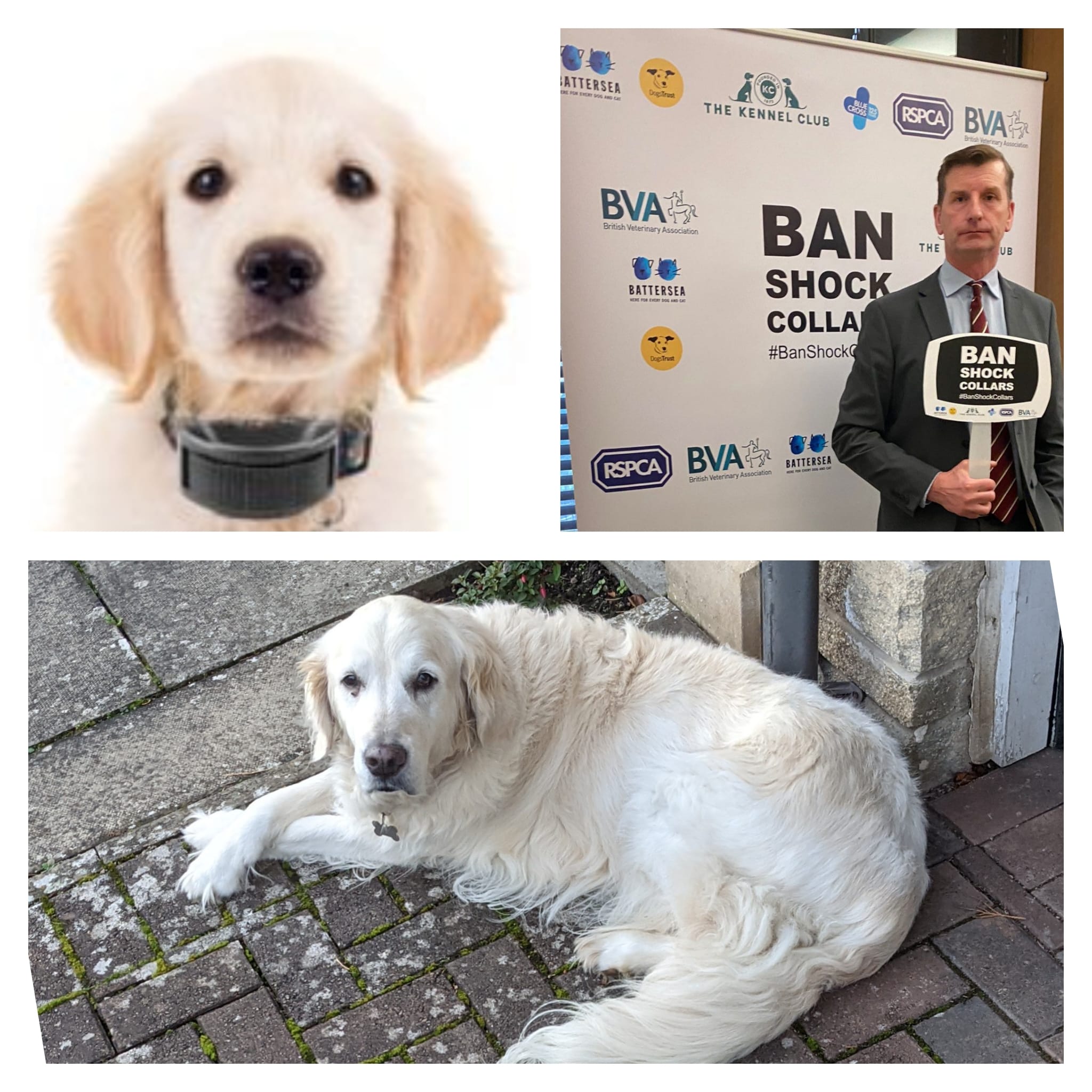 Why Am I Getting Electric Shocks From My Dog