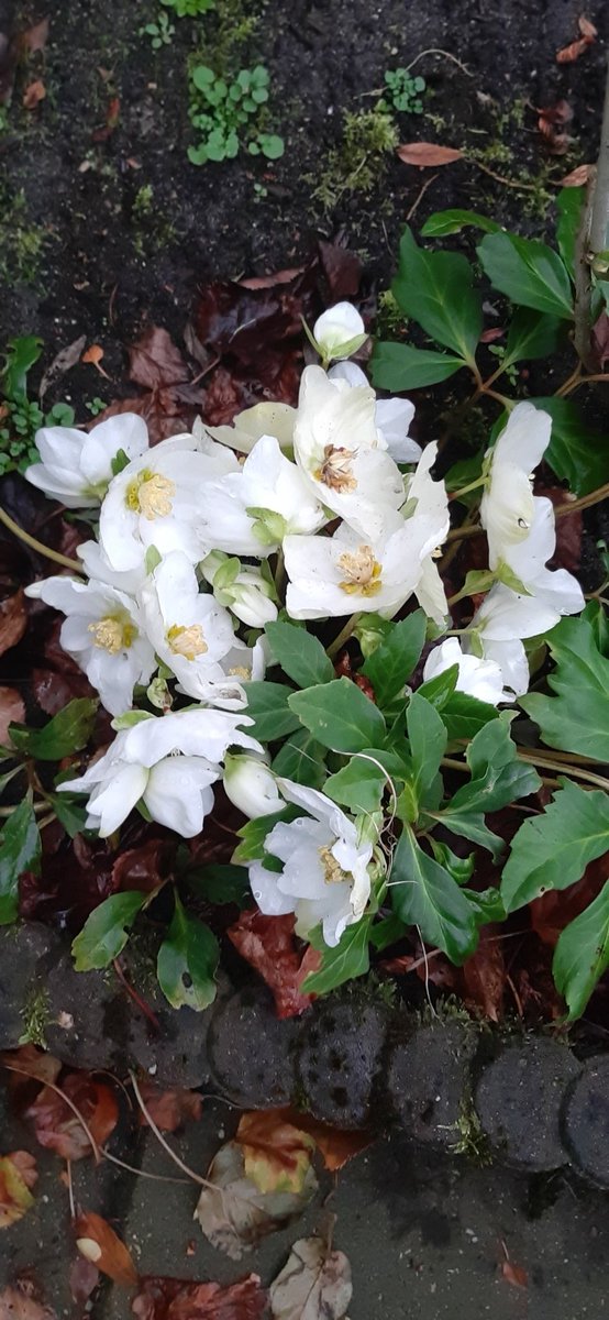 Een Helleborus in de tuin. De kenners geven aan dat deze plant bloeit van Januari tot April..
