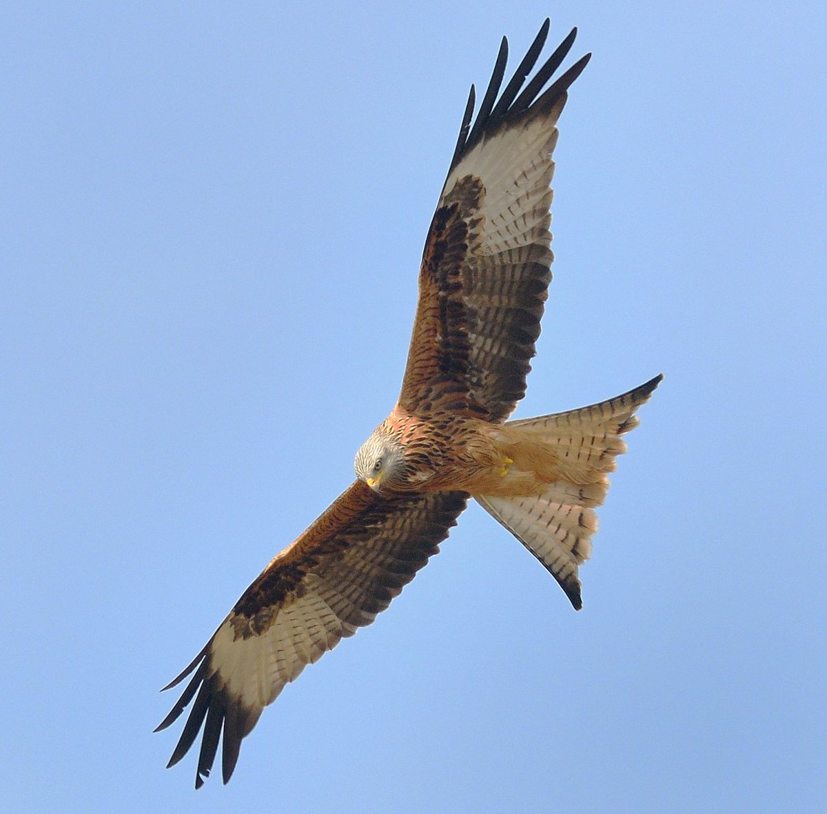 Chris Chalk Wildlife 🇺🇦 on Twitter "Welsh National Bird. Success in