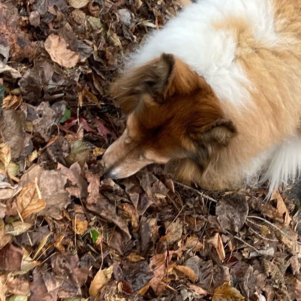 CollieCrusader's tweet image. 🍁 Inspecting 👃 the leaf 🍂 piles and predict that this first 🌱 pile will be rejected 🙅 and not collected.  Too many grass clippings to clog the leaf 🍁 vacuum.  The final pile is perfect! 

#leafcollection #leafpile #roughcollie #curiouscollie
