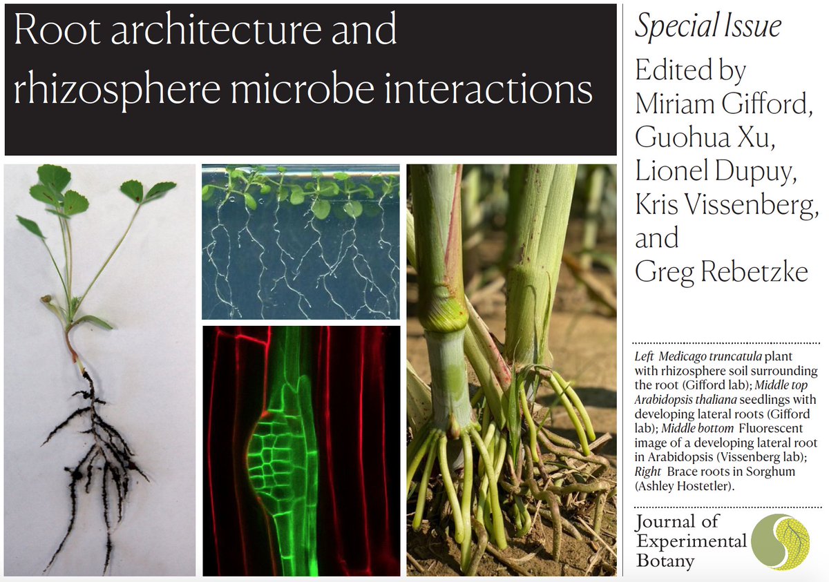 JXB @jxbotany.bsky.social (@jxbot) on Twitter photo UPCOMING SPECIAL ISSUE
Root architecture & rhizosphere microbe interactions
Editors: <a href="/giffordlab/">Gifford Lab</a>, Guohua Xu, Lionel Dupuy, <a href="/VissenbergL/">Vissenberg Lab</a>, <a href="/rebetzke_0/">Greg Rebetzke</a>
Deadline: 30th Apr '23
To submit, please contact the office (bit.ly/JXBissues)
#plantbio #JXBspecialissues #roots
(1/2) UPCOMING SPECIAL ISSUE
Root architecture & rhizosphere microbe interactions
Editors: <a href="/giffordlab/">Gifford Lab</a>, Guohua Xu, Lionel Dupuy, <a href="/VissenbergL/">Vissenberg Lab</a>, <a href="/rebetzke_0/">Greg Rebetzke</a>
Deadline: 30th Apr '23
To submit, please contact the office (bit.ly/JXBissues)
#plantbio #JXBspecialissues #roots
(1/2)