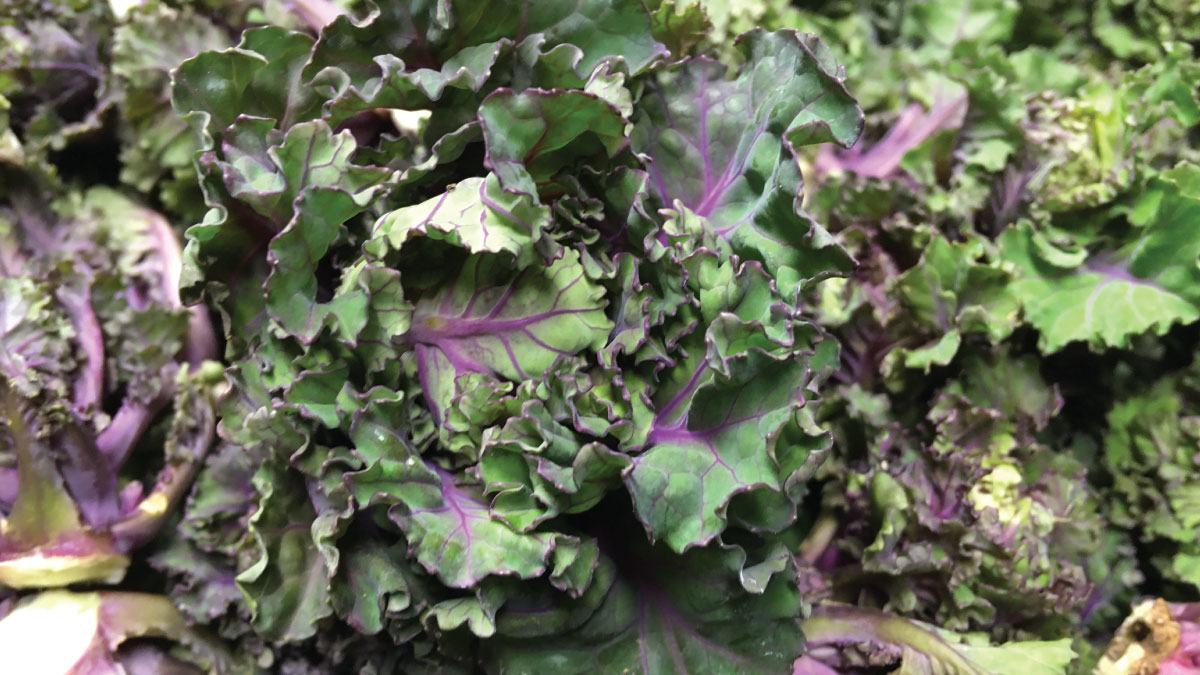 WestCountry_Ltd's tweet photo. English Kalettes are in season and make a great alternative to Kale or Sprouts 🥬
These popular winter veggies are bite-size, curly-leafed greens that are sweet and nutty 🤏
#apassionforfood #fruitsales #fresh #produce #southwest #wholesale #daily #quality #seasonal #kalettes https://t.co/6jEhByl3Cr