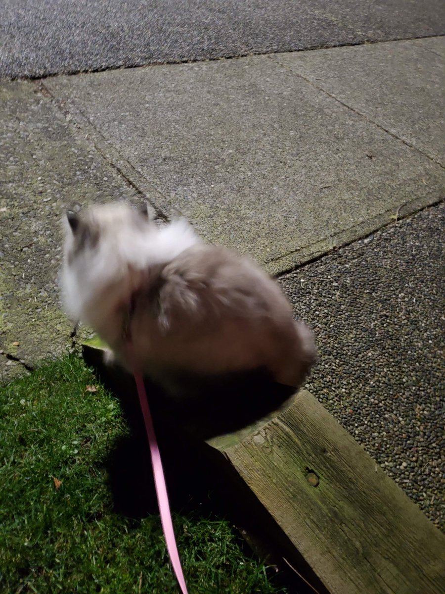 Taking Bella for an evening walk. We have to be careful of coyotes so we keep her leashed up just incase. She likes looking for anything she cat fit in her mouth. She's weird 🤣 but we love her anyway. 
#cats #CatsOnTwitter #hedgewatch #rescuecats