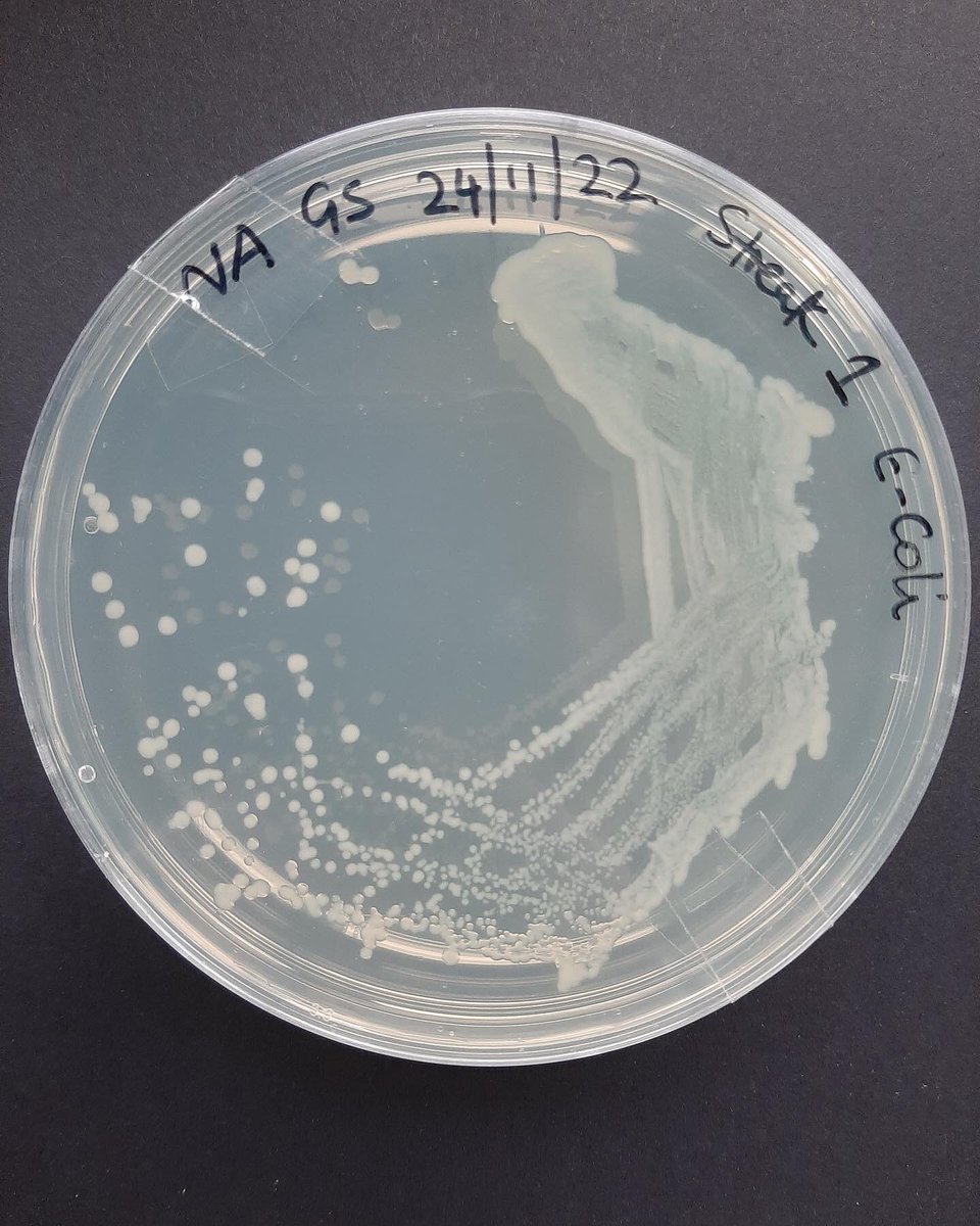 Mrs. Shah writes: Thank you to <a href="/Cleapss/">CLEAPSS 🏁</a> for organising a hands-on course for the technicians on 'Supporting Safe Practical Microbiology' last week at the St Clement Danes School.
Looking forward to more courses from Cleapss!