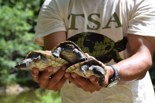 LafeberVet's tweet photo. Save a Turtle on Giving Tuesday! Help @TurtleSurvival reach their goal to raise $30,000 https://t.co/PyIeaZZLQ8 #GivingTuesday #GivingTuesday2022 #turtle #turtles #conservation #ZeroTurtleExtinctions https://t.co/P1uZok0KyX