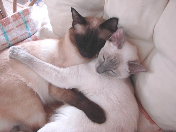 Cats (@hourlycats) on Twitter photo 