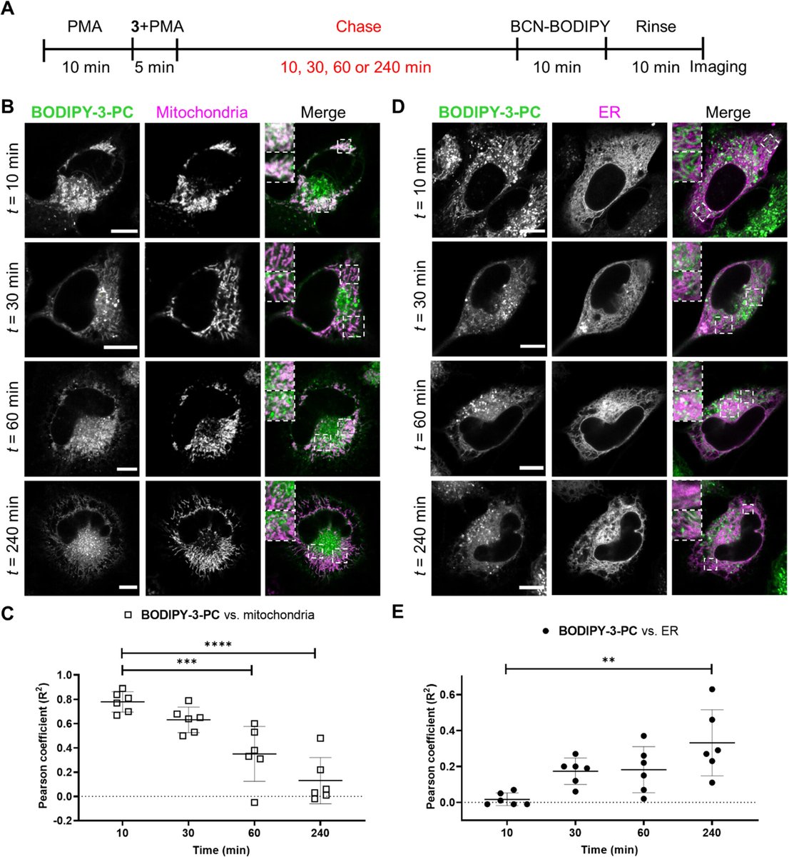 Thrilled to share this story in @JACS_Au, w/lots of new data since the preprint! pubs.acs.org/doi/10.1021/ja… 2 takeaways: (1) analogs of PC lipids w/different choline structures adopt different organelle localizations & are useful for tracing inter-organelle lipid transport, & 1/2