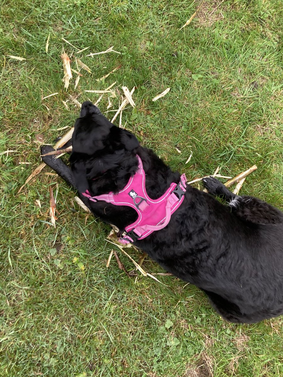 HellingtonBoots's tweet photo. This particular stick proved to be an extremely satisfying #Chomp project. π π¦ πΎπβπ¦Ίπ
#Stellasaurus #Chomps #TeamChomp #DogsOfTwitter #Labradoodle #Stick https://t.co/qZAYb9Cjvx