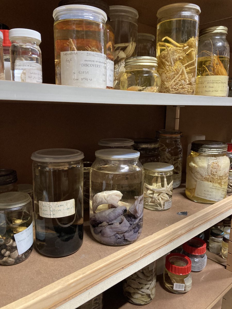 HughRaven's tweet photo. To Southampton w @greenfunders & a warm welcome to @NOCnews by Director Ed Hill. First up deep ocean cores, where sediment accretes at ~1cm/millennium. Then the lab of Discovery voyages, where in each sample often 90% of spp are new to science. #BritishScience https://t.co/8rVwdzylBX