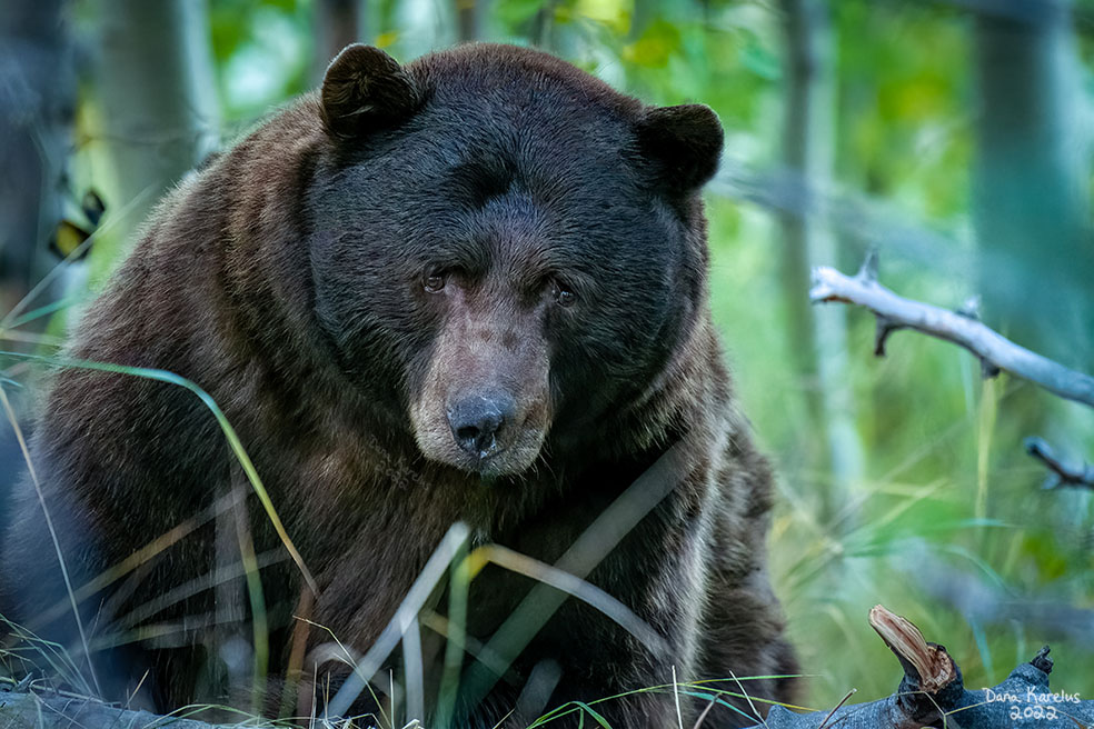 It's time for this week's #KnockKnockWhosBear! 

Take a look at this absolute unit of a bear (photo: <a href="/dana_karelus/">Dana</a>) and let me know what species you think it is and why. 

I'll post a clue in an hour, and reveal in 3 hours.

Go! Go! Go! Start guessing!