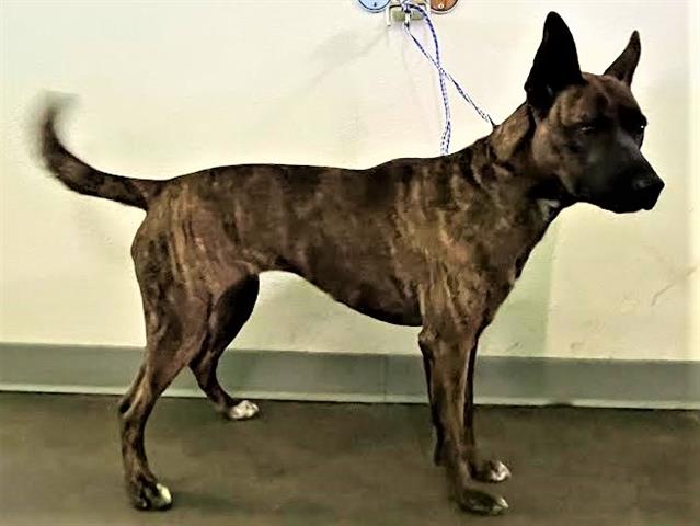 Hey there! My name is Cleo and I am an unaltered female, black brindle and w… petharbor.com/pet.asp?uaid=L…