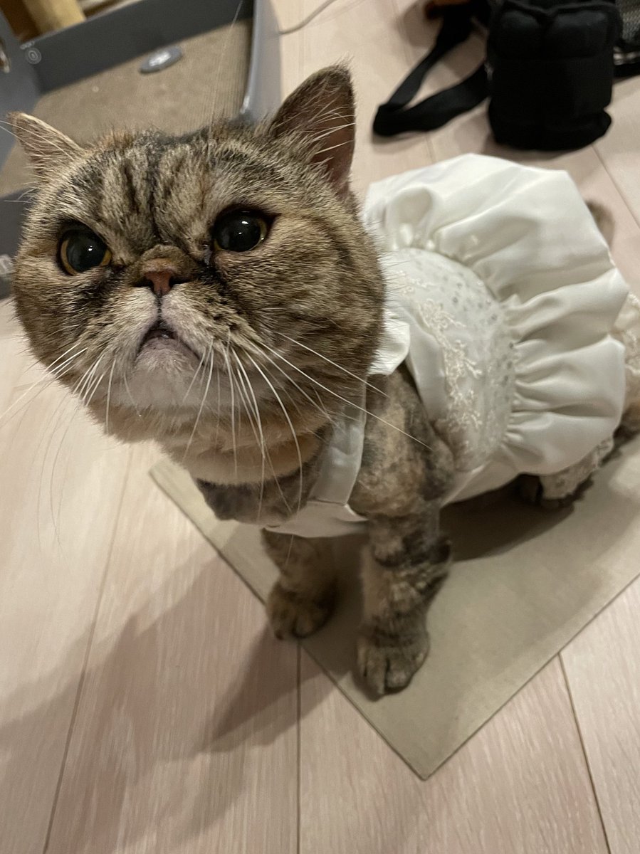 ヒナのハーフバースデー- ̗̀ 🎂  ̖́-
ミーナのお下がりドレス着せてみました🥰
可愛い💕
ミーナも久しぶりに着てパツパツで可愛い💕