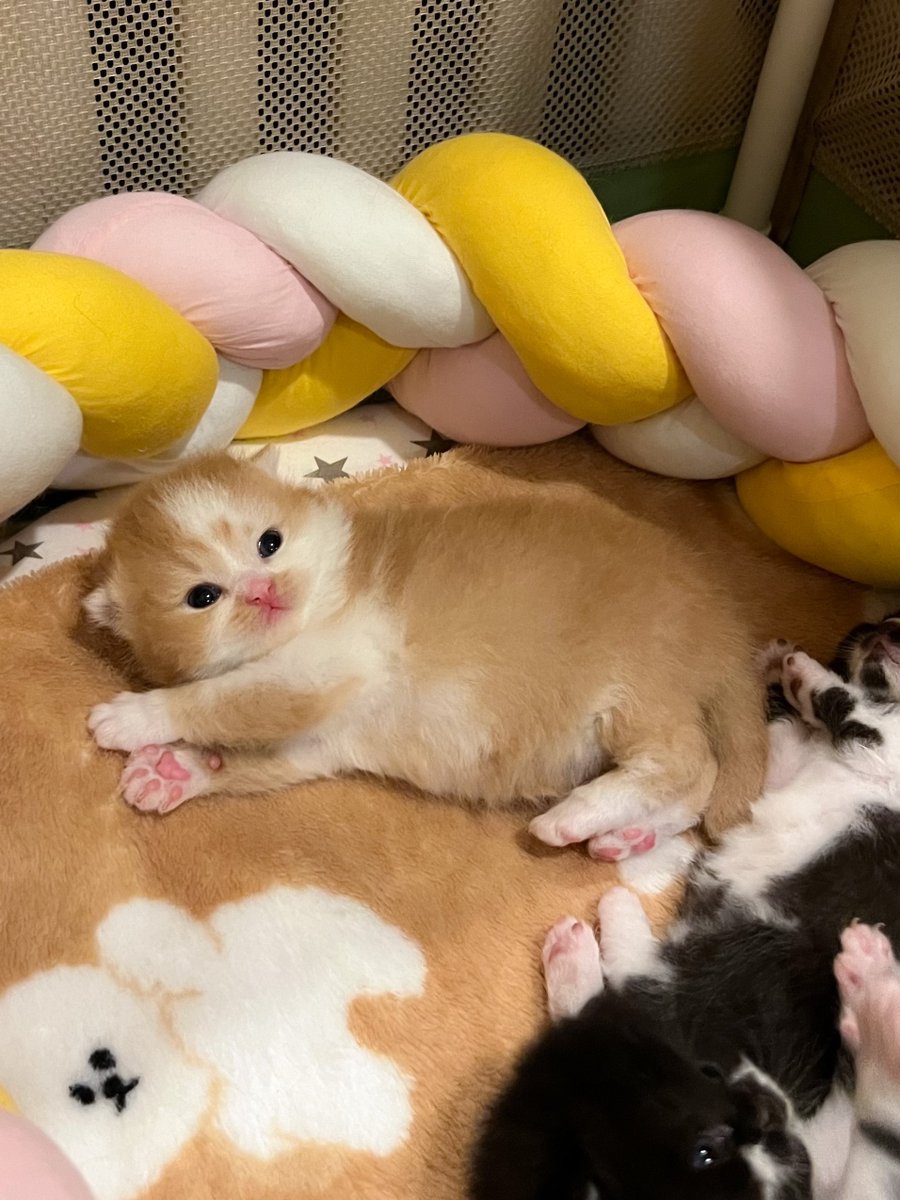 หนูนิดมีน้องเป็นโหล tweet media