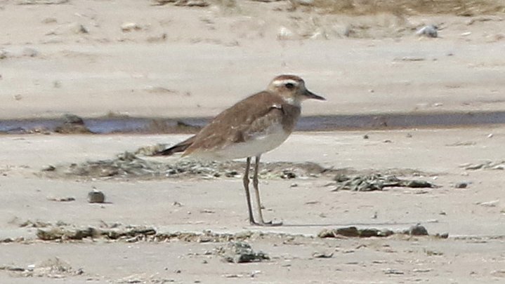 Oriole Birding are in Oman! The first full day of our first tour in this amazing country has yielded some fabulous birds; too many to mention here. Pics below are of Pallid Scops Owl, Arabian Green Bee-eater, Clamorous Reed Warbler and Caspian Plover.