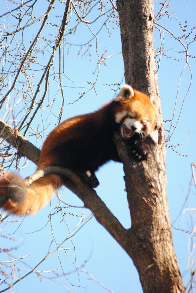 HourlyPanda's tweet photo. https://t.co/lQVM8LJwkK
